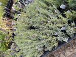 Lavandula angustifolia 'Hidcote'